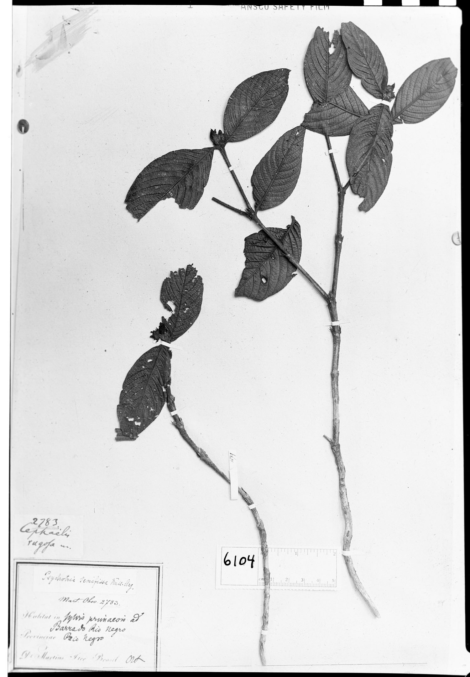 Psychotria semifissa image