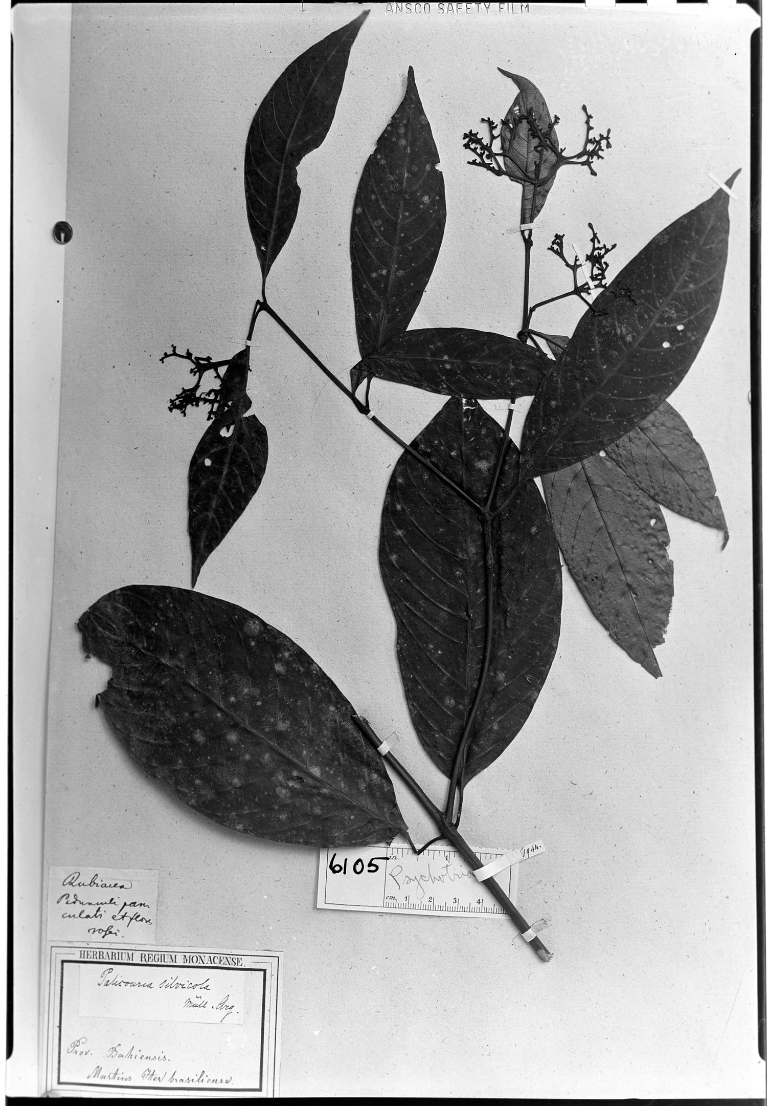 Psychotria silvicola image