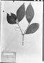 Psychotria soteropolitana image