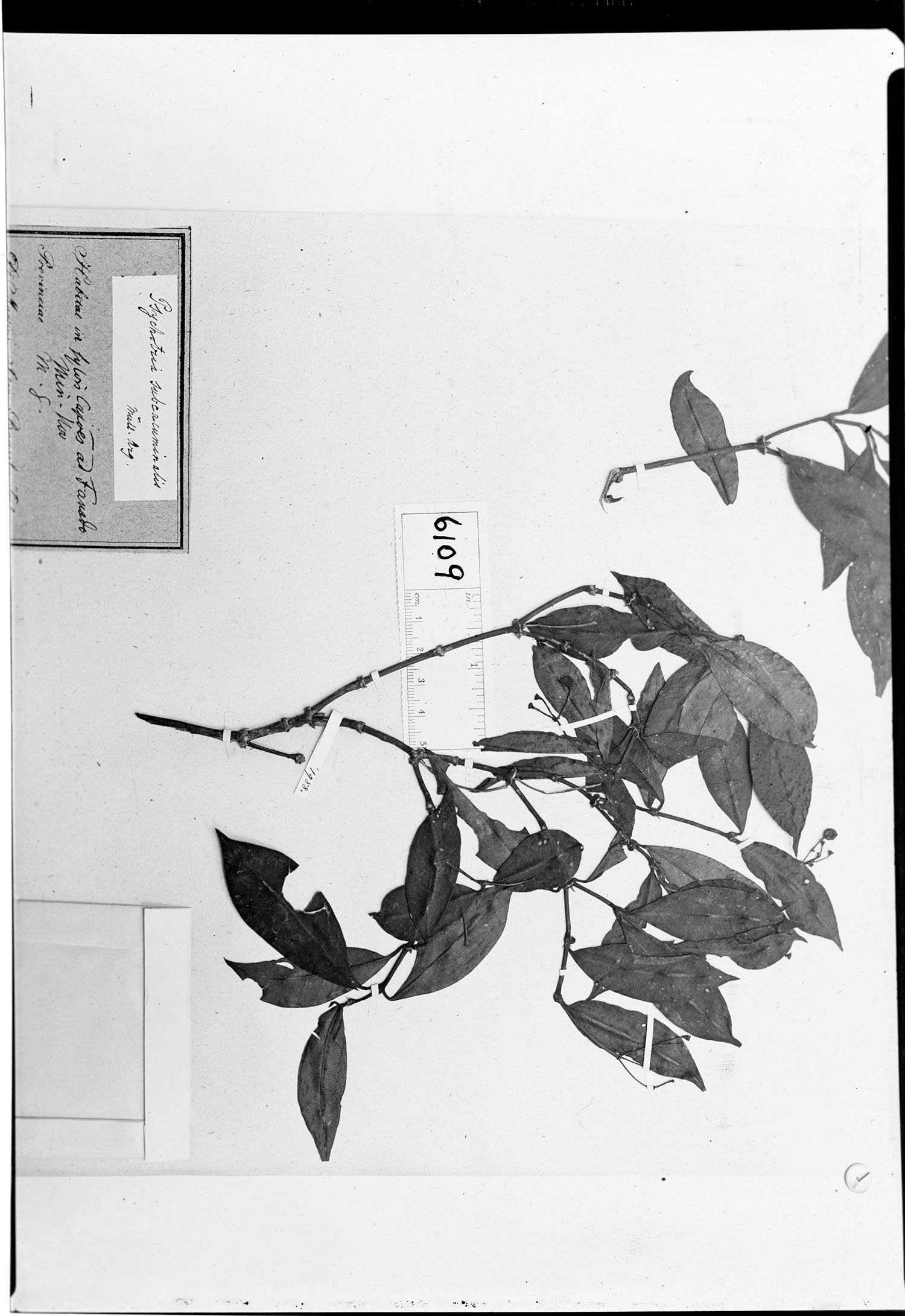Psychotria subacuminalis image