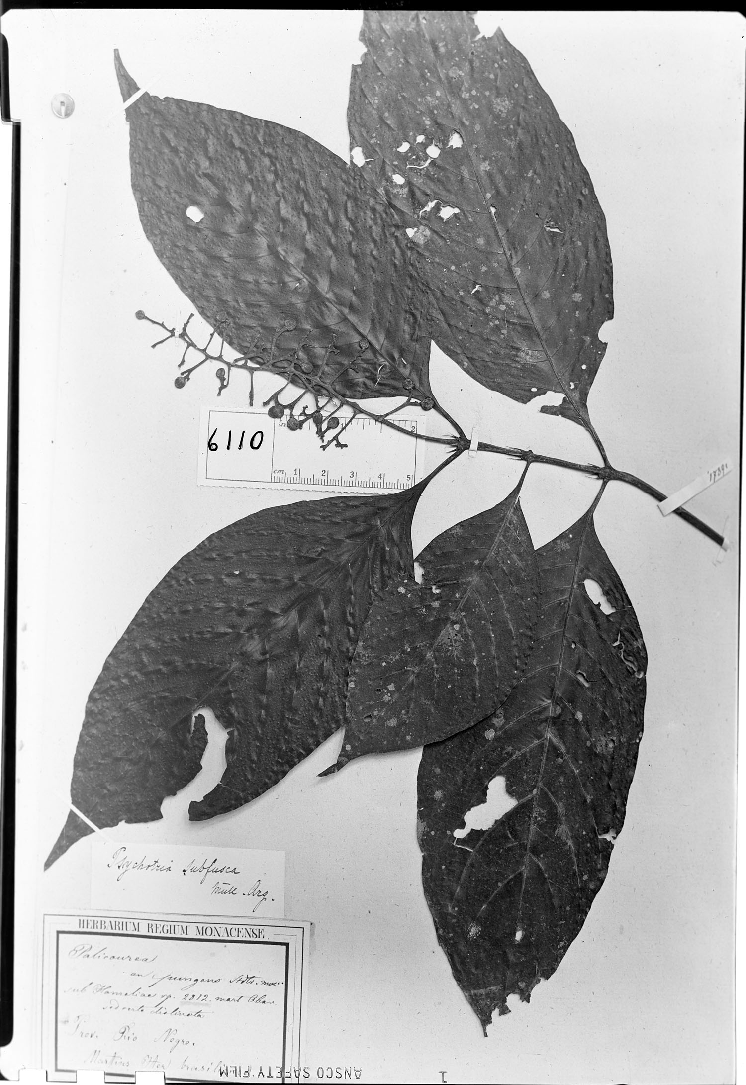 Psychotria subfusca image