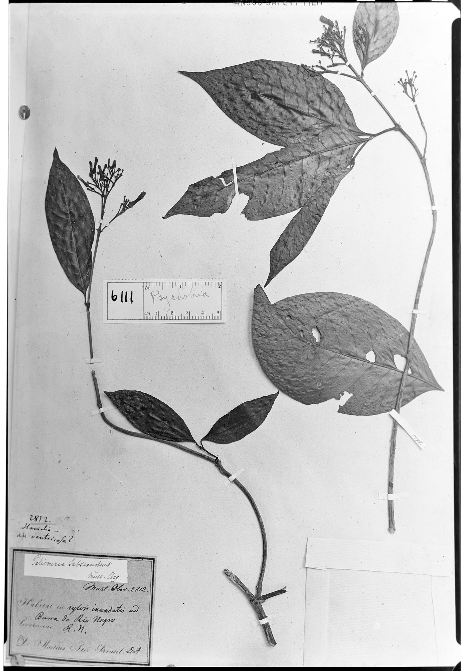 Psychotria subscandens image