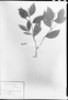 Psychotria fissistipula image