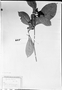 Psychotria turbinella image