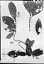 Psychotria vellerea image