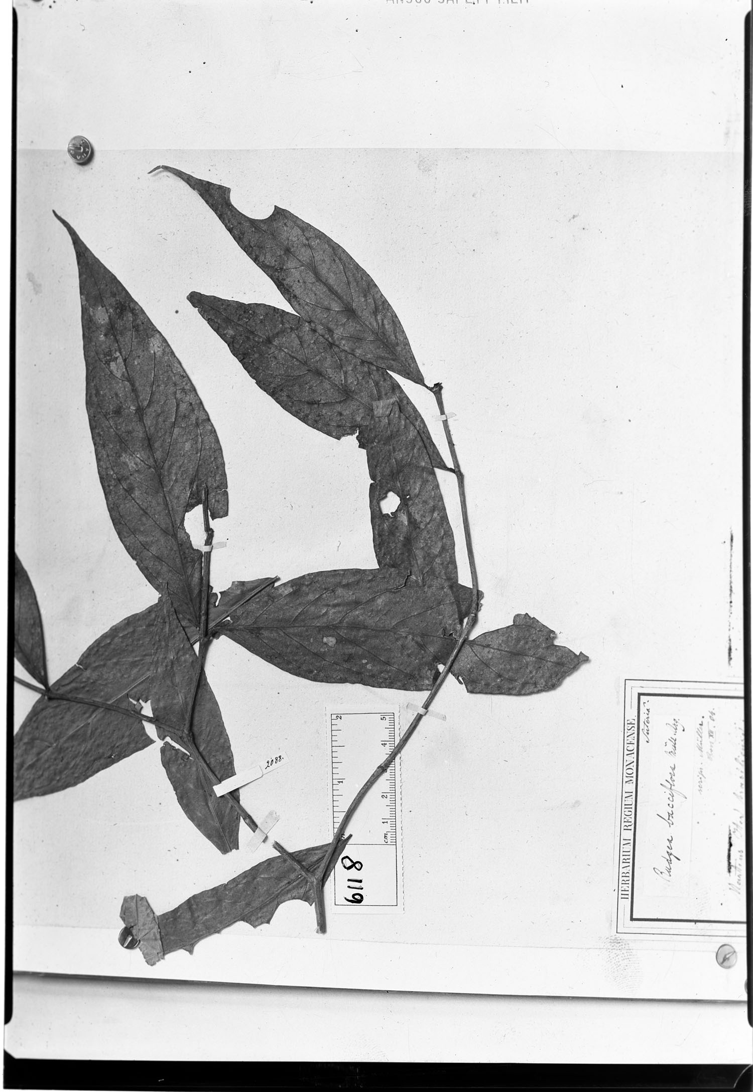 Rudgea bacciflora image