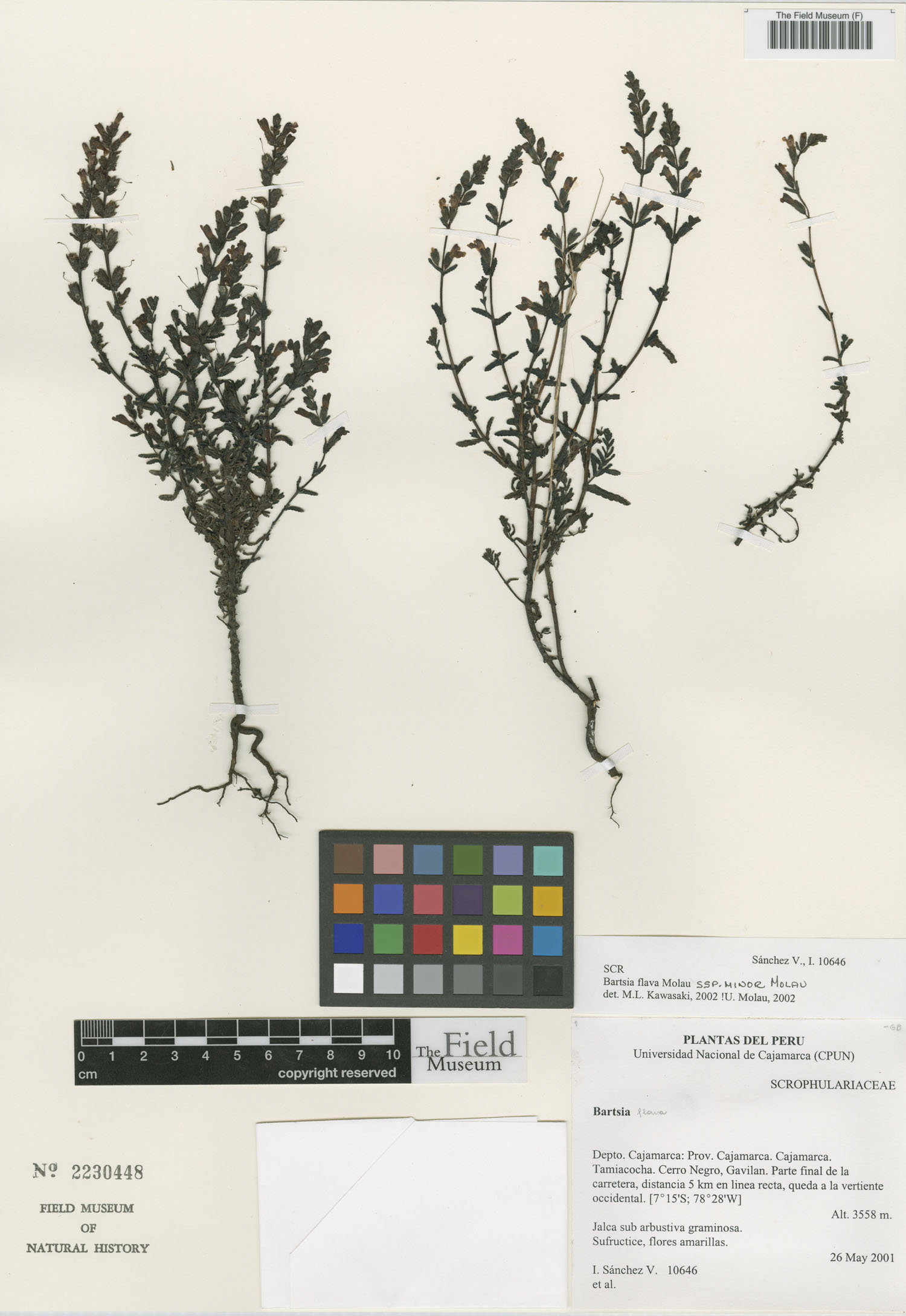 Bartsia flava image