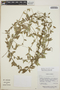 Metastelma thalamosiphon image