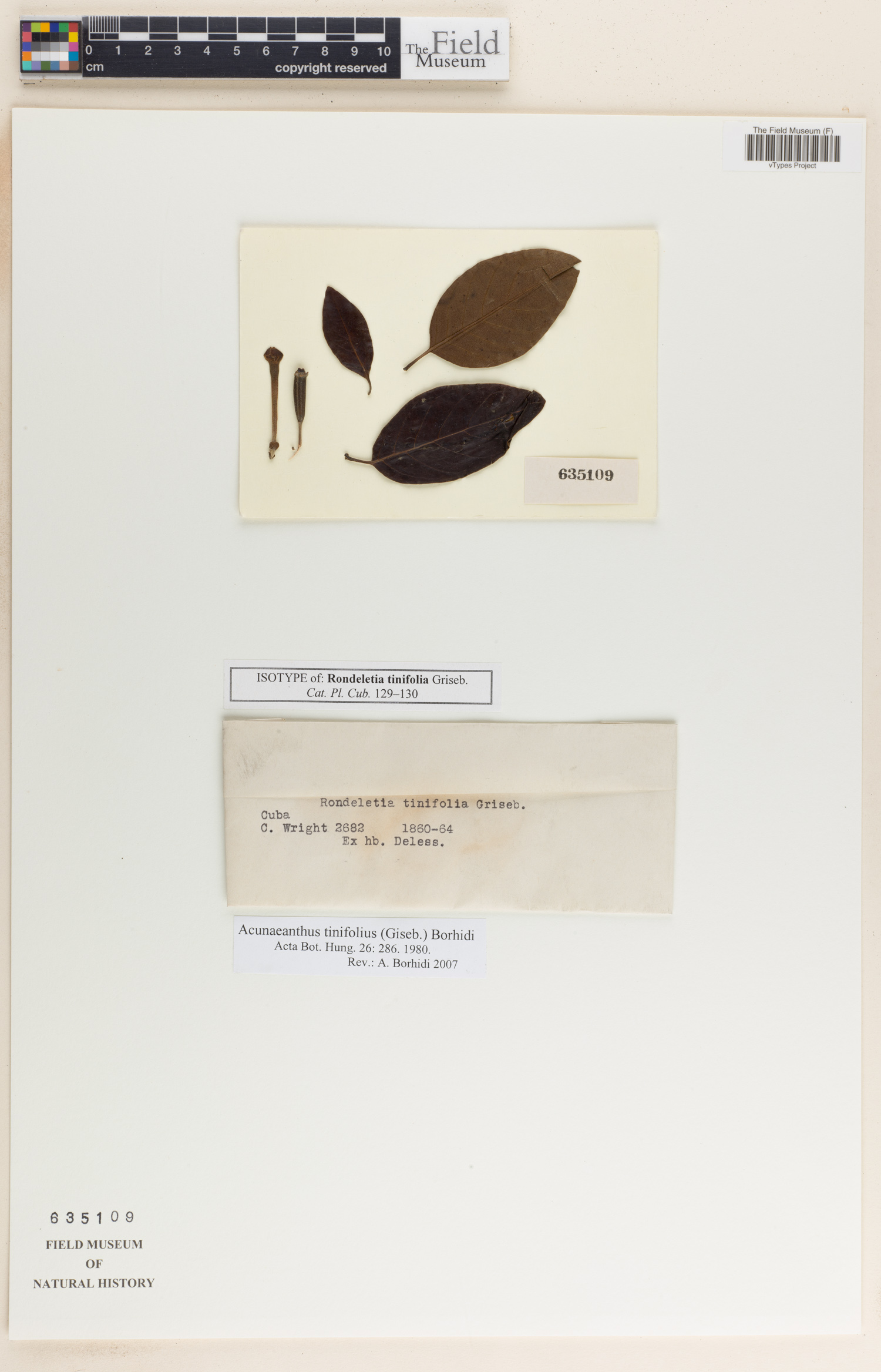 Acunaeanthus tinifolius image