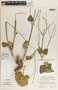 Anulocaulis reflexus image