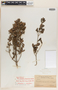 Rondeletia insularis image