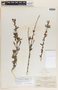 Rondeletia inermis image