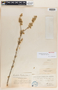 Rondeletia fuertesii image