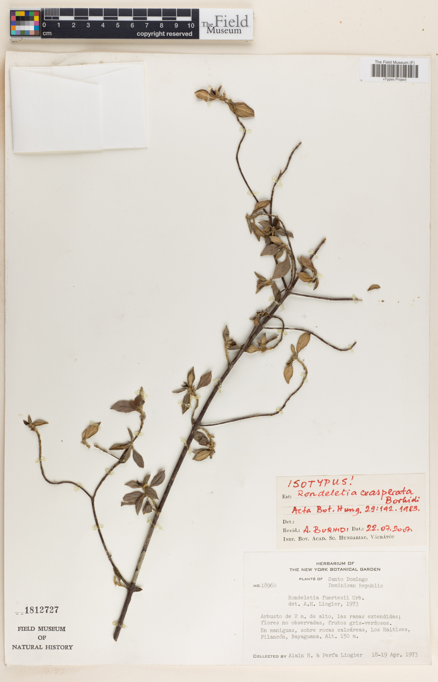 Rondeletia exasperata image