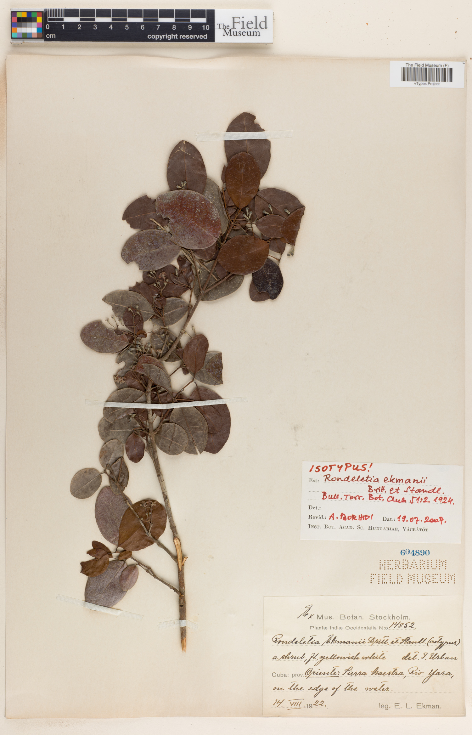 Rondeletia ekmanii image