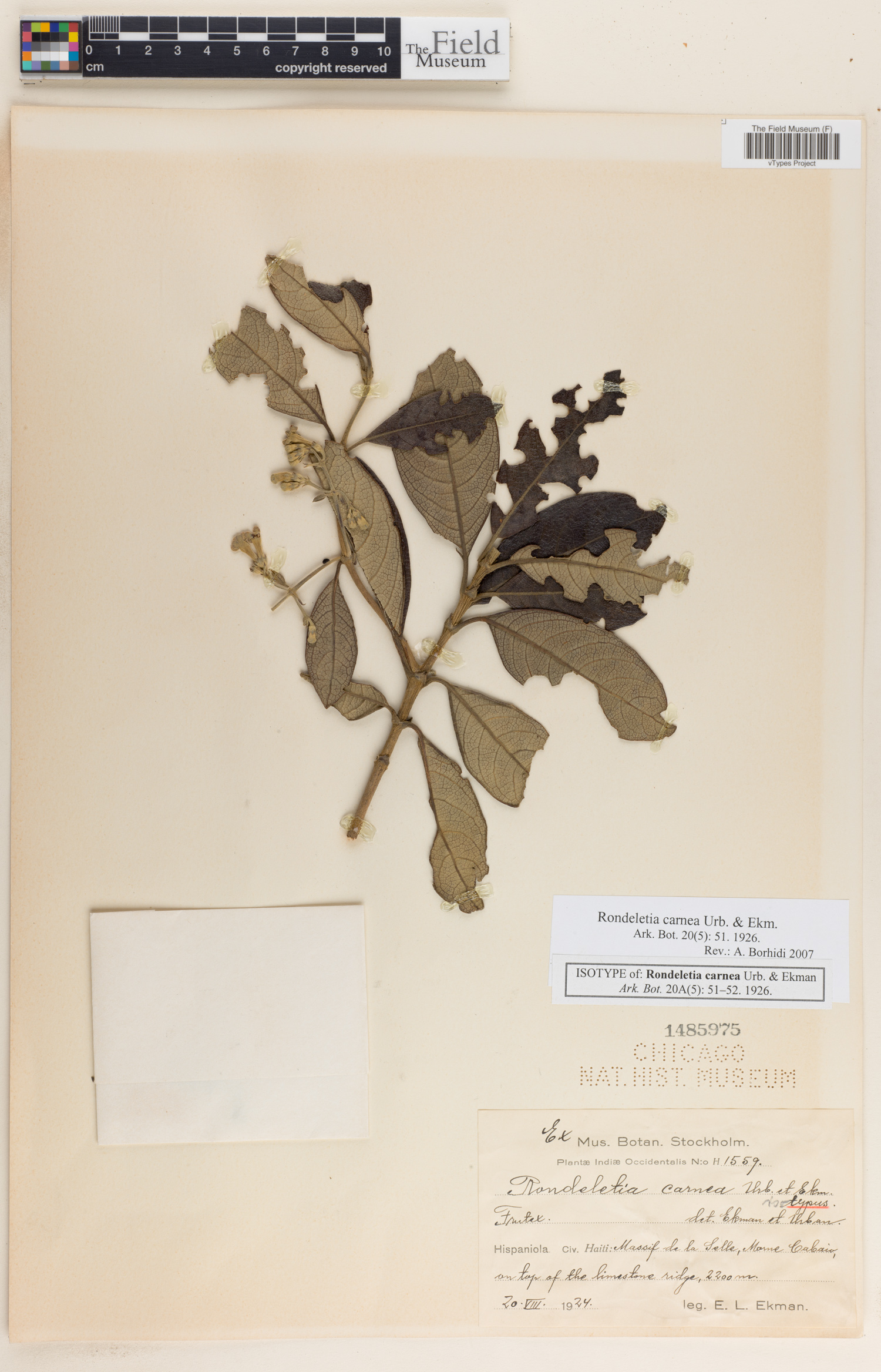 Rondeletia carnea image
