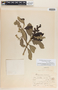 Rondeletia carnea image