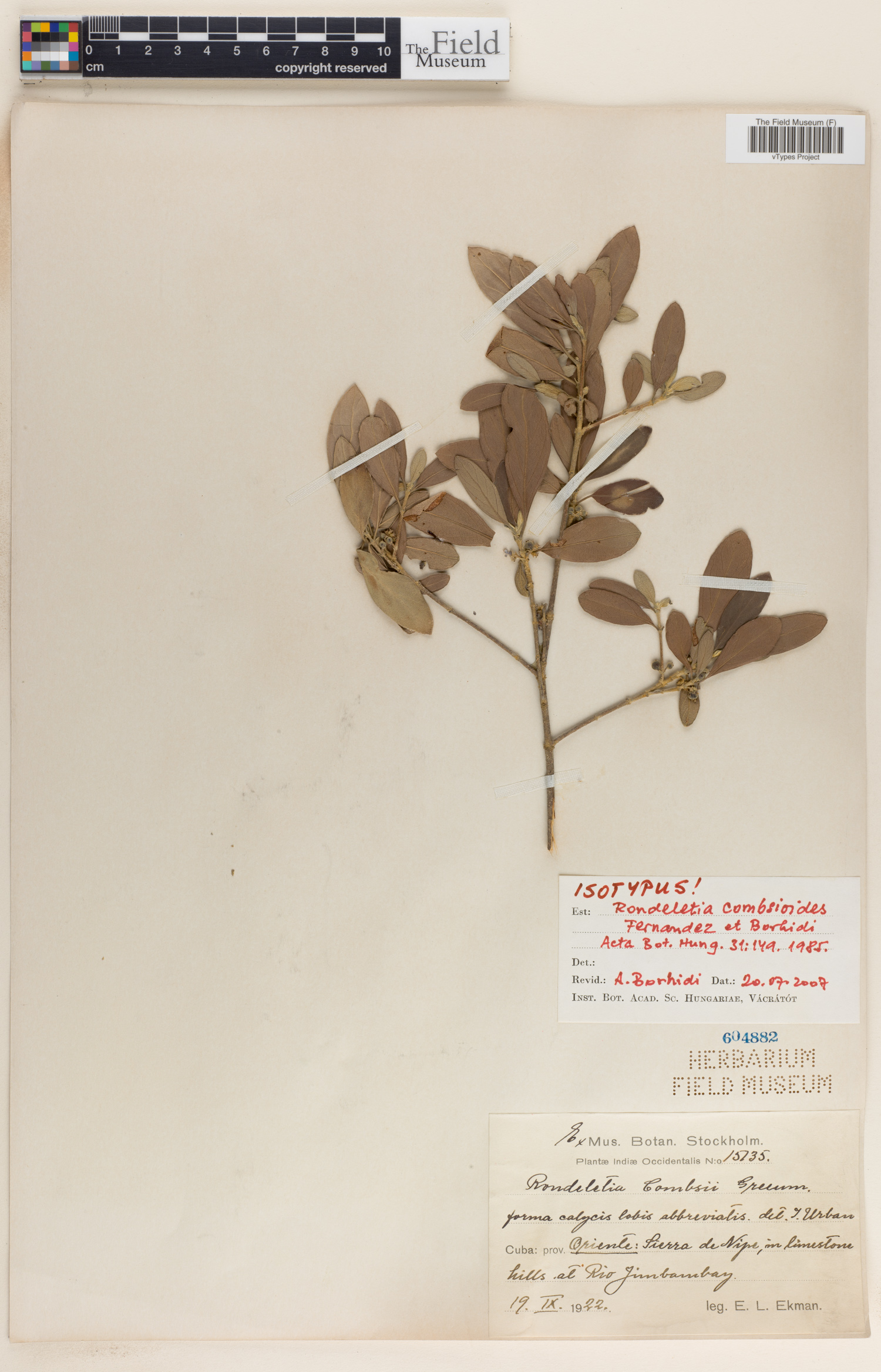 Rondeletia combsioides image