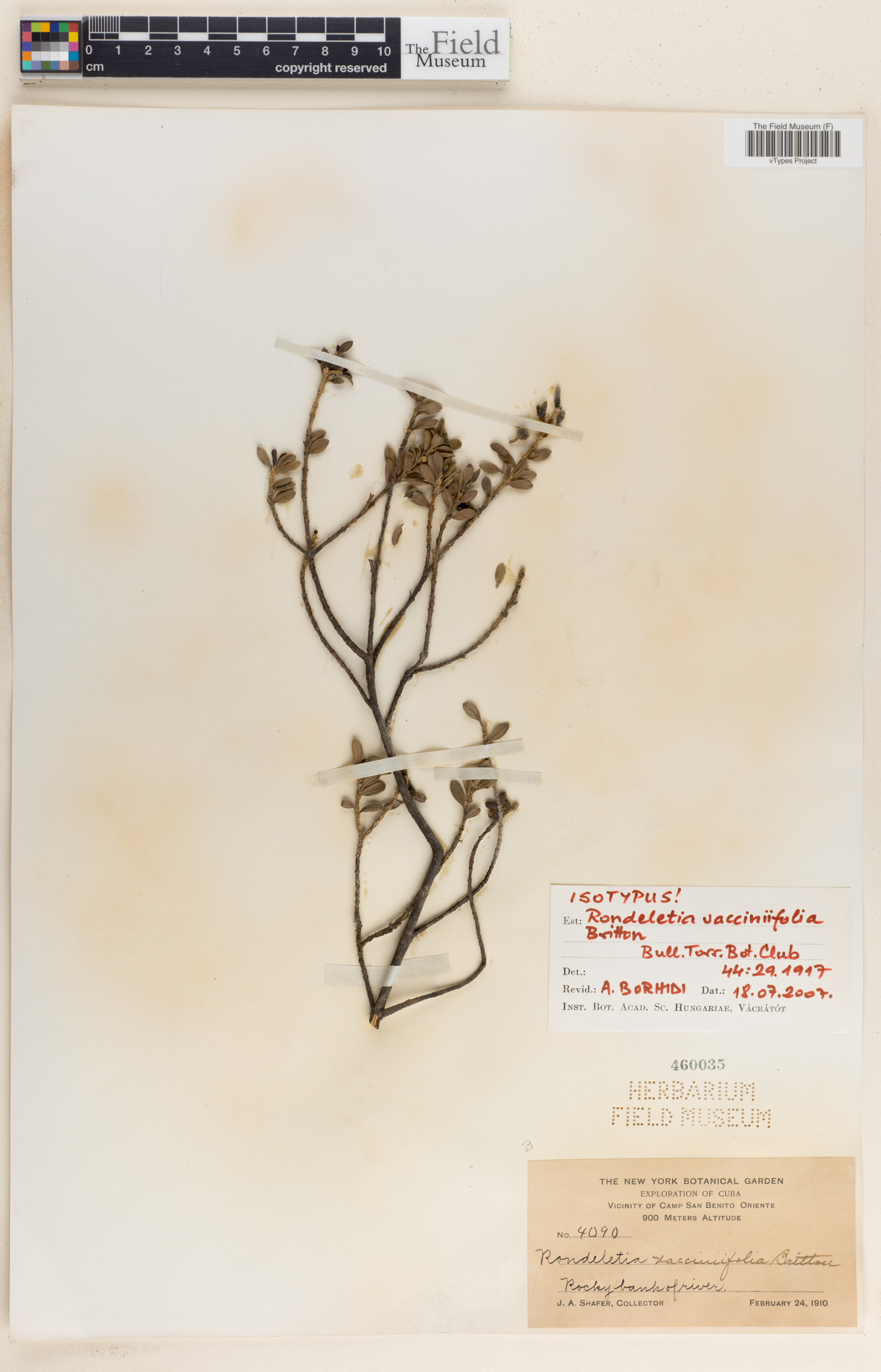 Rondeletia vacciniifolia image
