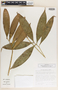 Zamia cunaria image