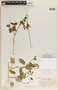 Dictyanthus asper image