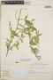 Orthosia glaberrima image
