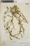 Orthosia glaberrima image