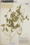 Orthosia glaberrima image