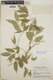 Orthosia glaberrima image