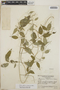 Orthosia glaberrima image