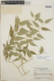 Orthosia glaberrima image