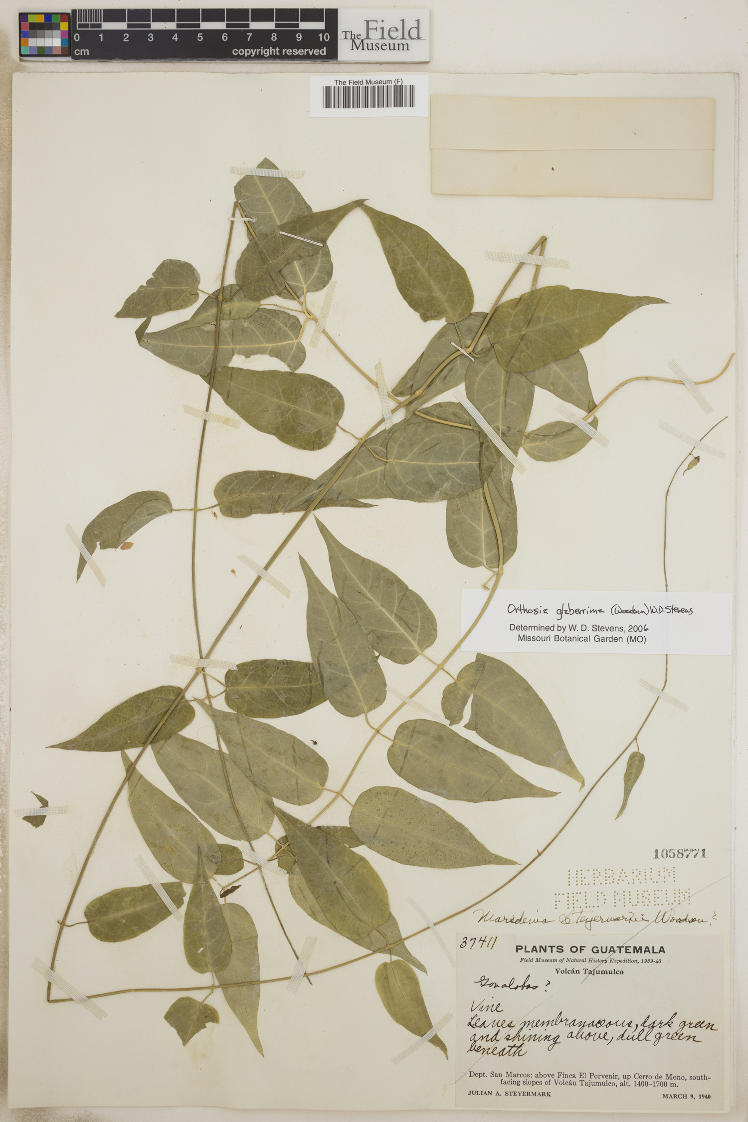 Orthosia glaberrima image