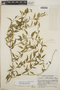 Orthosia glaberrima image