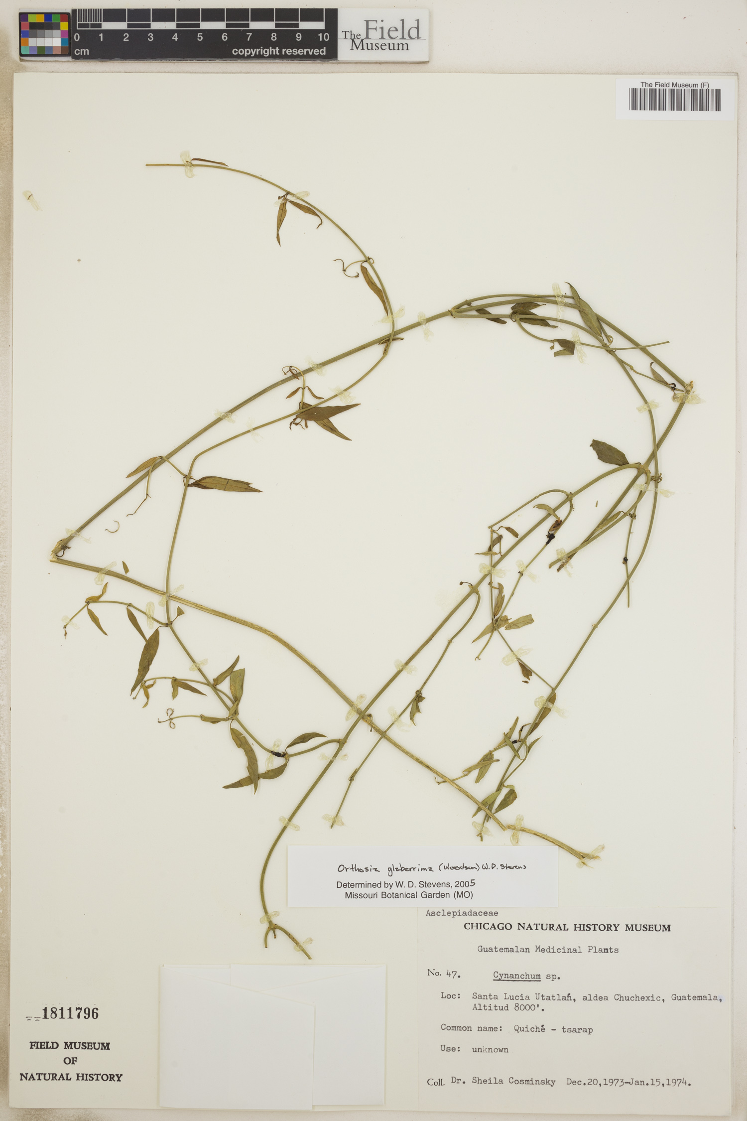 Orthosia glaberrima image