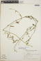 Orthosia glaberrima image