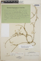 Orthosia glaberrima image
