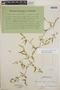 Orthosia glaberrima image