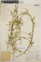 Orthosia glaberrima image
