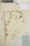 Orthosia glaberrima image