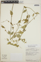 Orthosia glaberrima image