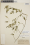 Orthosia glaberrima image