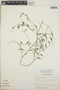 Orthosia glaberrima image