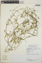 Orthosia glaberrima image