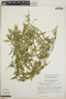 Orthosia glaberrima image