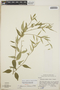 Orthosia glaberrima image