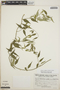 Orthosia glaberrima image