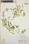 Orthosia glaberrima image