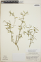 Orthosia glaberrima image