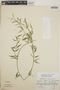 Orthosia glaberrima image