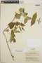 Oxypetalum cordifolium image